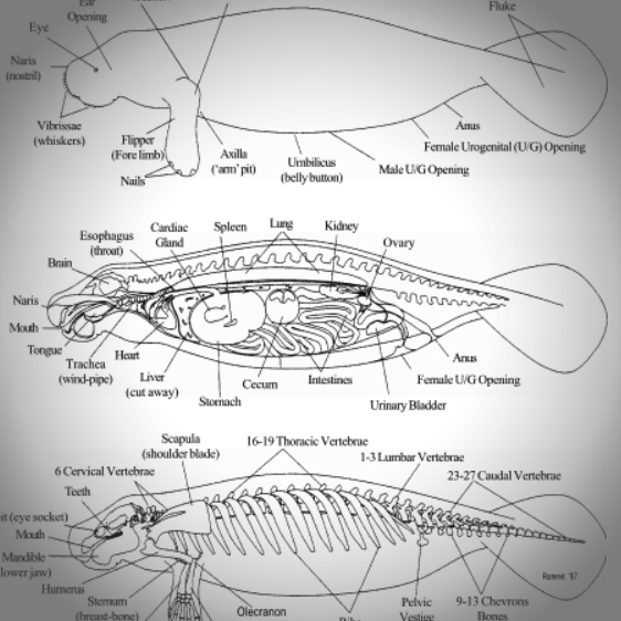 manatee-anatomy
