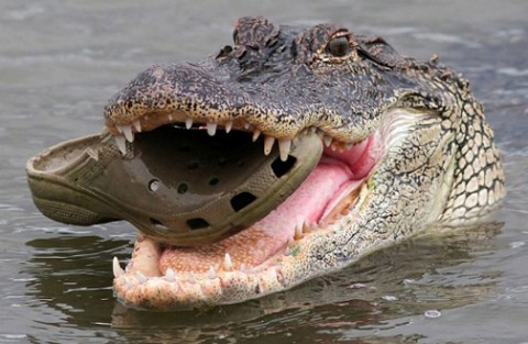 show me pictures of a crocodile