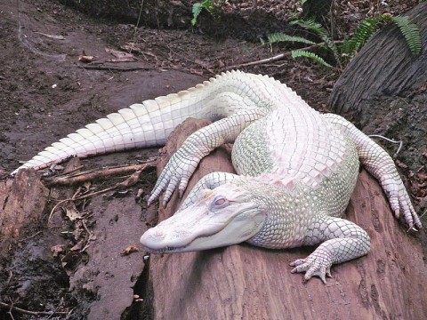 Rare Blue Eyed Albino Alligator (HISSING) 