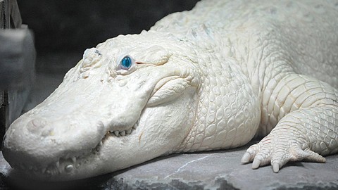 Rare Blue Eyed Albino Alligator (HISSING) 
