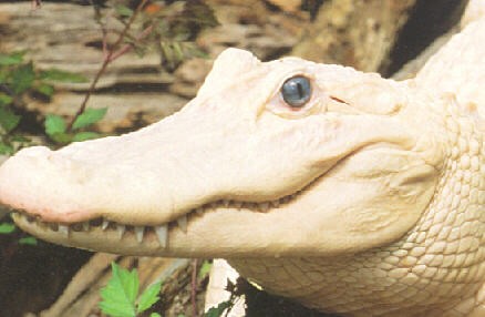 Differences Between Albino and Leucistic Crocodiles and Alligators -  Owlcation