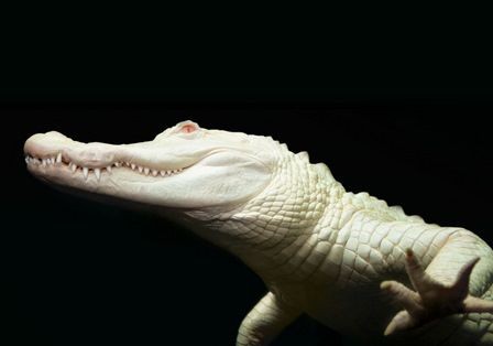 Albino alligator. Legend has it that those who gaze upon these